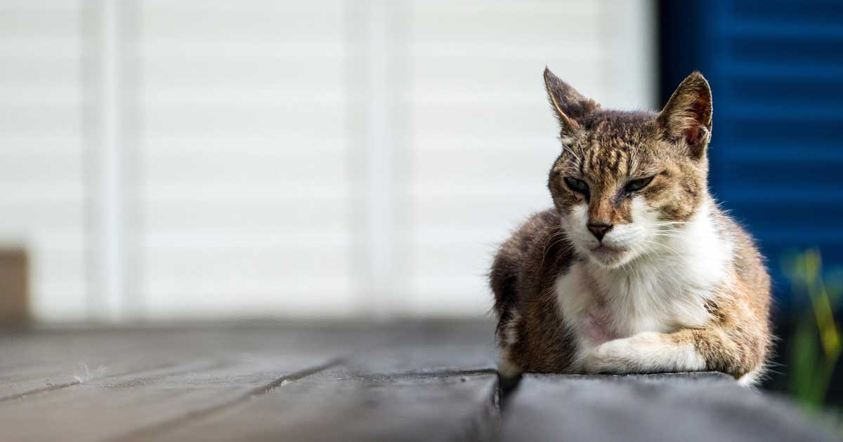 older old senior cat Image: © nicholashan / Adobe Stock
