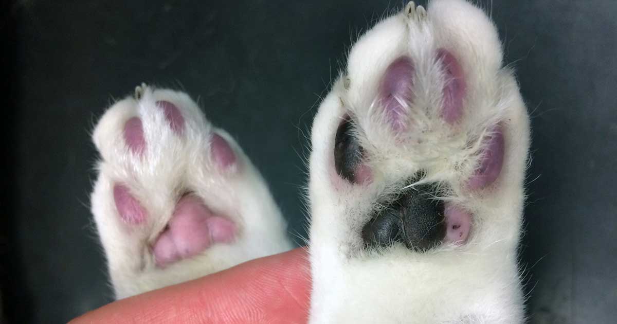 Figure 3b. The hindlimbs of a cat with unilateral FATE showing the digital pads. The limb on the right has a purple discolouration, which is the affected limb. This cat had a structurally normal heart, and pulmonary carcinoma was found to be the cause of the thromboembolic episode.