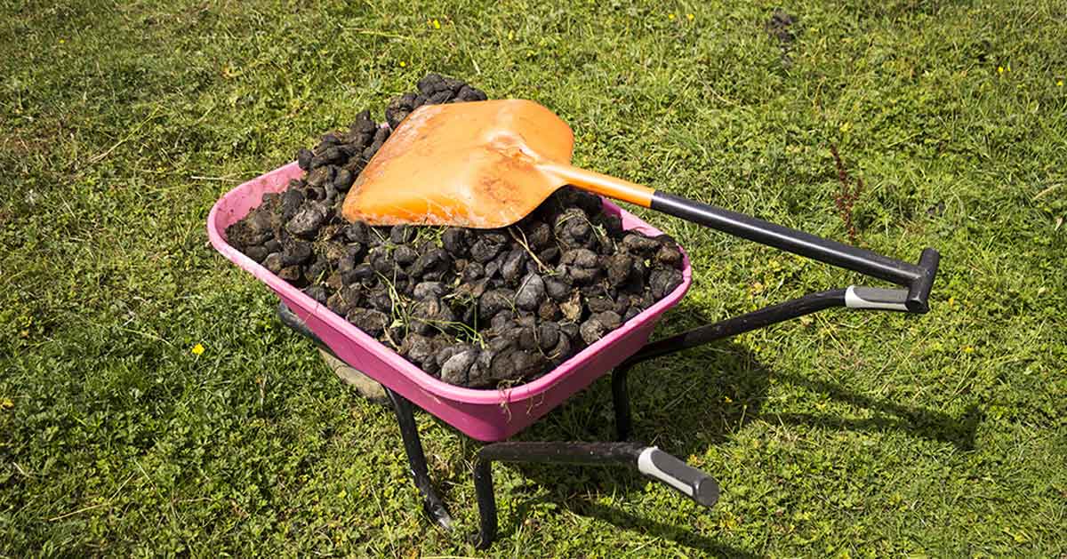 Figure 3. Dung removal needs to be performed at a frequency sufficient to prevent third-stage larvae moving from dung piles on to grazing. All of the faeces should be lifted to limit contamination.
