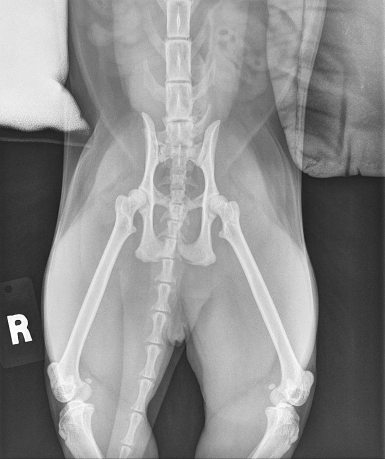 Abnormalities and injuries of the lumbosacral spine in cats