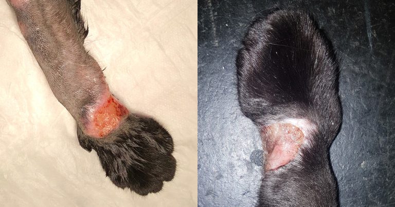 Growing mycobacterial infections in cats and dogs: the challenges