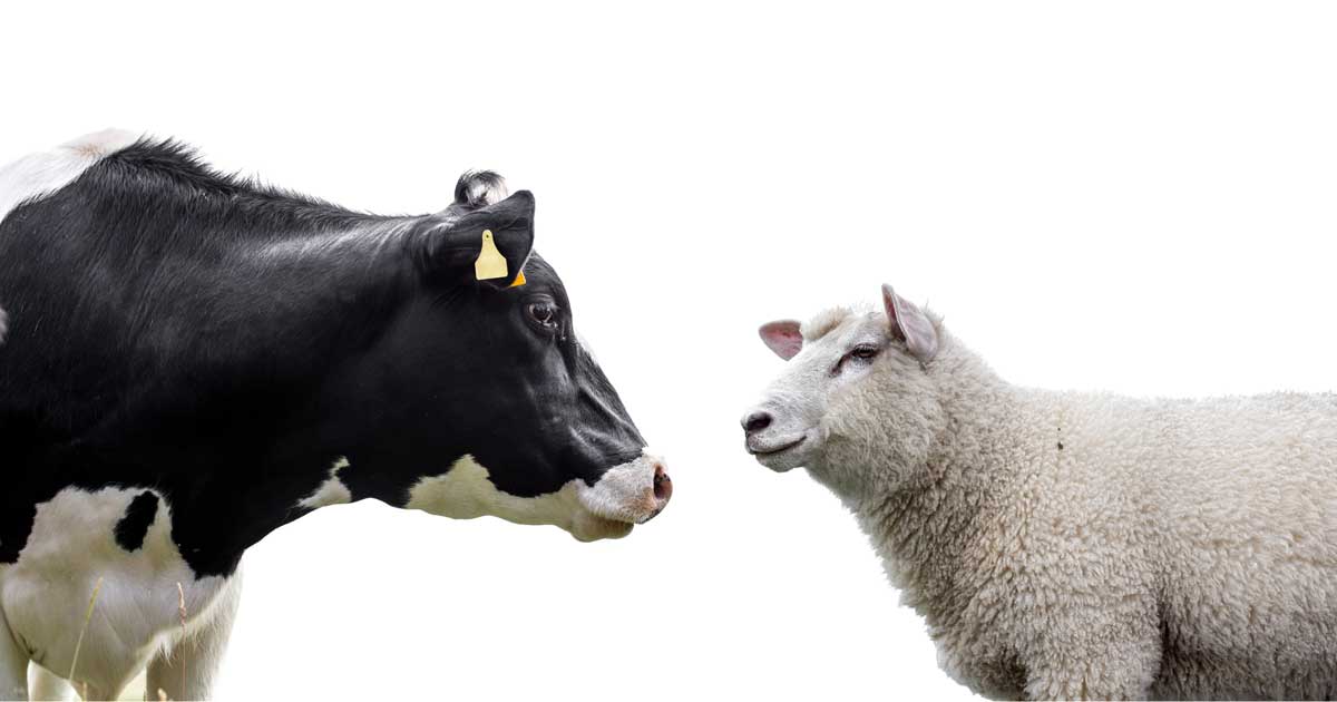 cow sheep Image: © Rokfeler / Adobe Stock