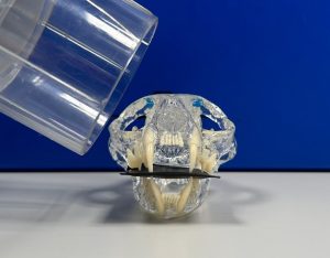 Slob Rule Dental radiography made easy