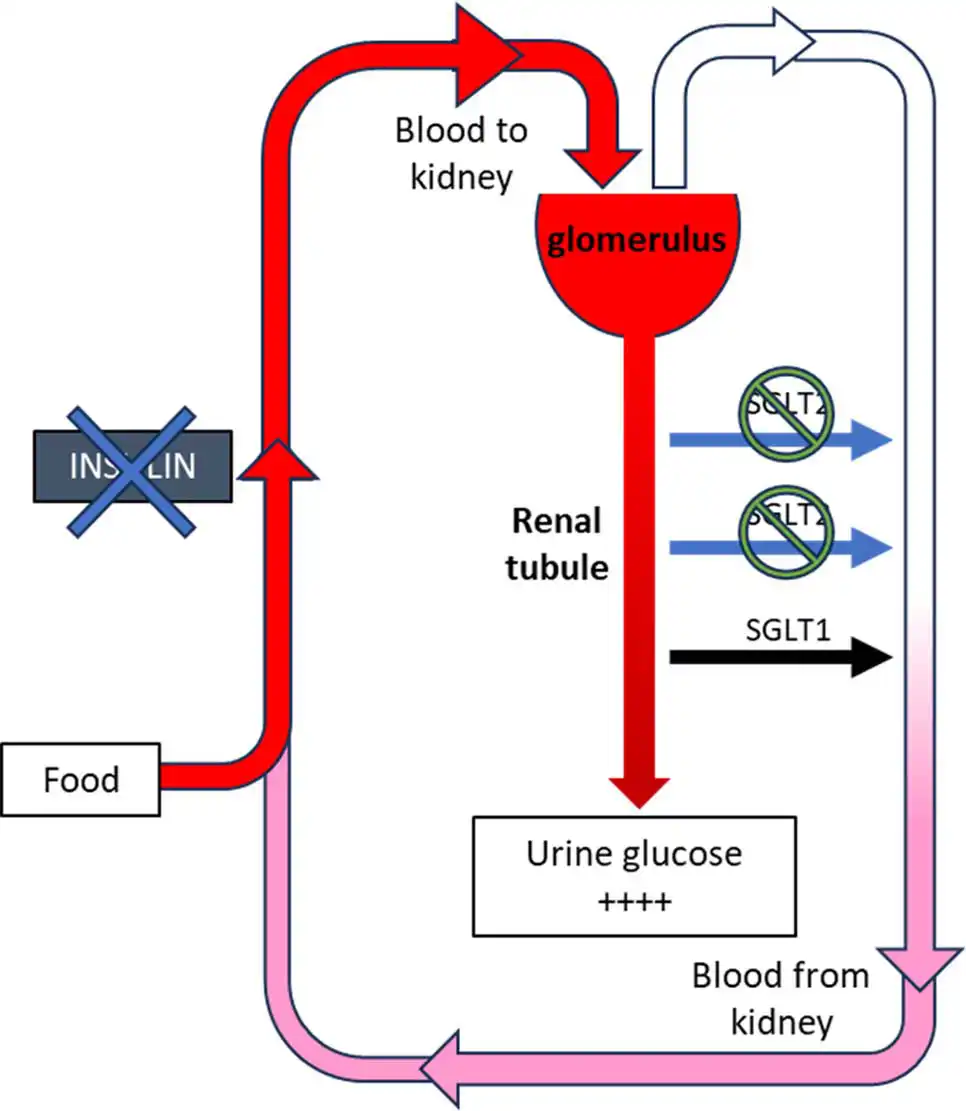 Figure 1b. A diabetic cat treated with a sodium-glucose cotransporter 2 inhibitor.