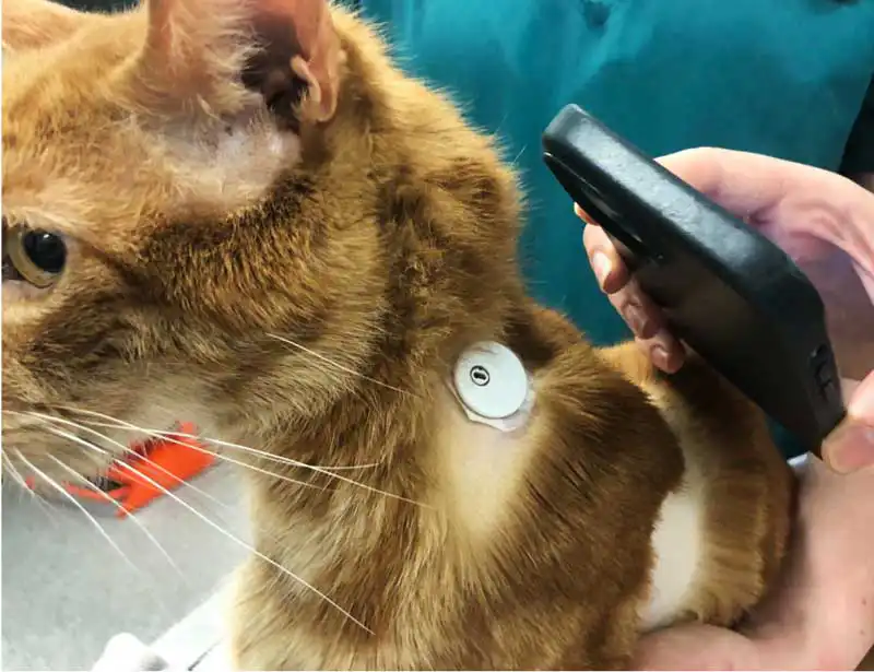 Figure 4. After the sensor is applied, it must be activated via the owner’s smartphone.