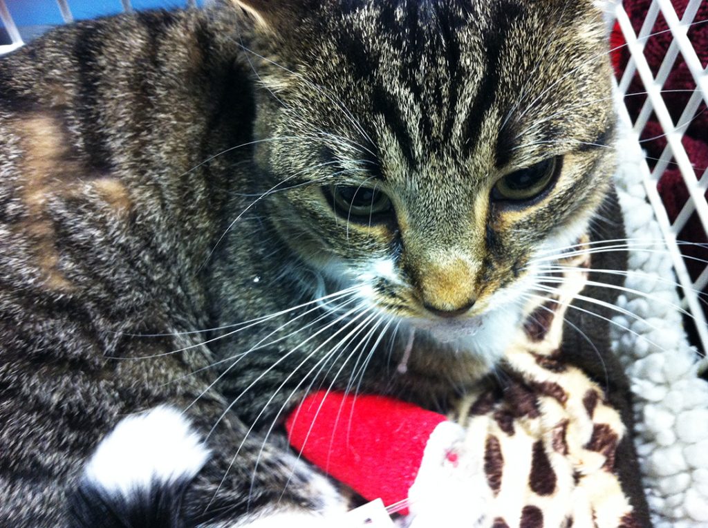 Photo inspiration: Fresh Look at Latest Pain Management Guidelines For Dogs And Cats