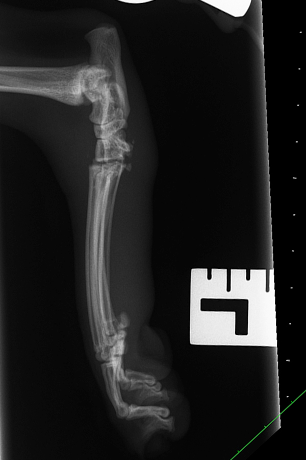 Orthopaedics: focusing on feline hock injuries