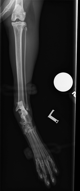 Orthopaedics: focusing on feline hock injuries