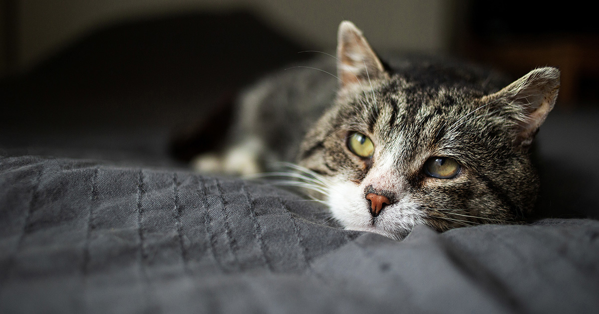old cat