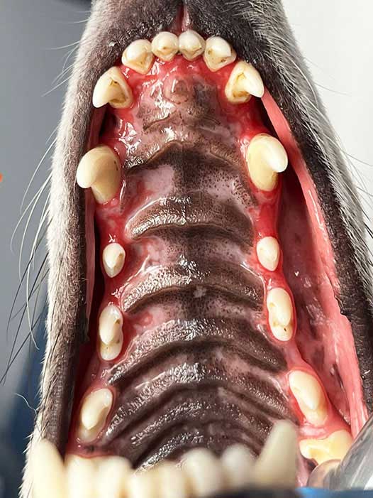 Figure 2. The same greyhound as in Figure 1 under general anaesthetic. Note how the oral inflammation involves not only the entire gingiva, but extends on to the palatal soft tissues. Image: J Haseler