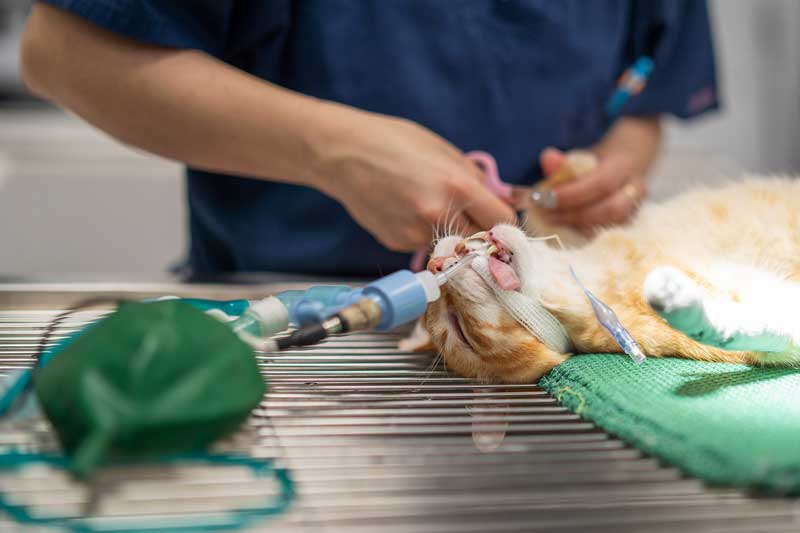 cat anaesthesia Image: © OscarStock / Adobe Stock