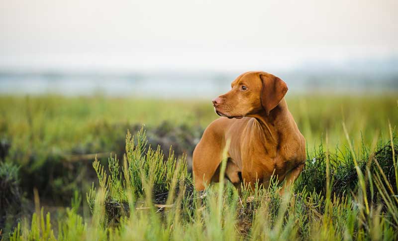 dog in field Image: © everydoghasastory / Adobe Stock