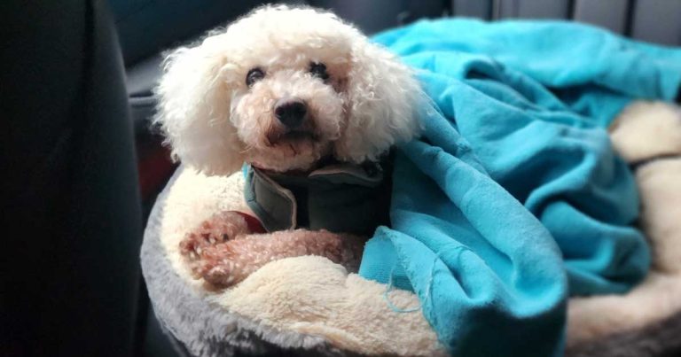 Kent vet 'shocked' by dog vape pod find