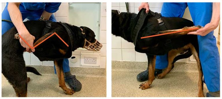 Diagnosing soft tissue canine shoulder injuries