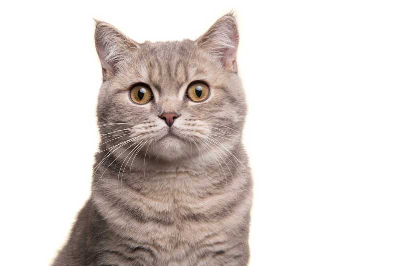 cat grey Image: Elles Rijsdijk / Adobe Stock