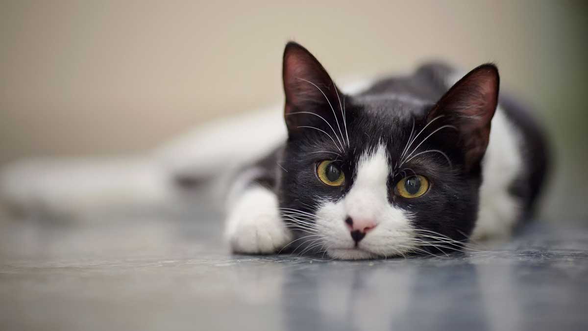 black and white cat Image: Azaliya (Elya Vatel) / Adobe Stock