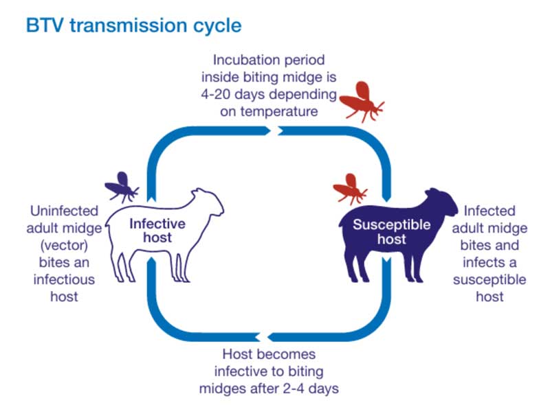Bluetongue virus transmission cycle. Image: APHA