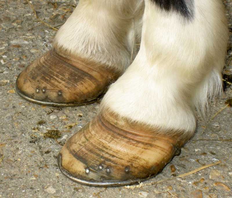 Figure 1. Divergent growth rings indicative of chronic laminitis in a horse without a history of clinical lameness. Radiographs indicated significant rotation of P3.