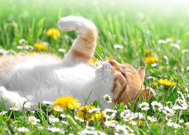 cat in grass Image: vencav / Adobe Stock