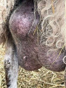 mastitis-in-meat-sheep-an-overview