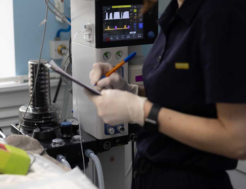 VN vet monitoring anaesthesia Image: Aleksandr Lebed’ko / Adobe Stock