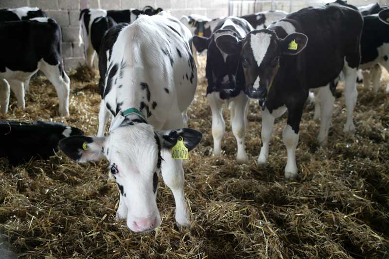 black and white calves MSD