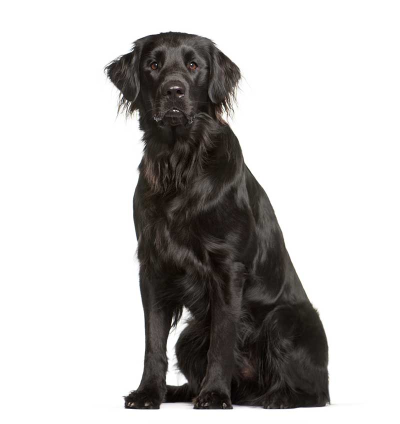 black dog Image: Eric Isselée / Adobe Stock