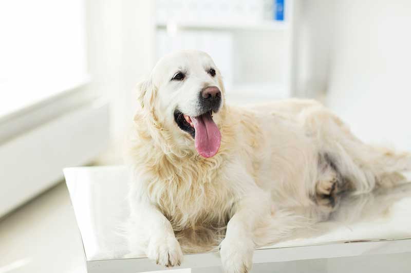 dog on a consult table Image: Syda Productions / Adobe Stock