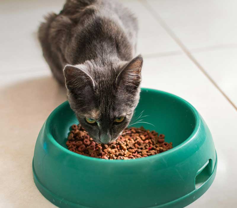 cat eating from a bowl