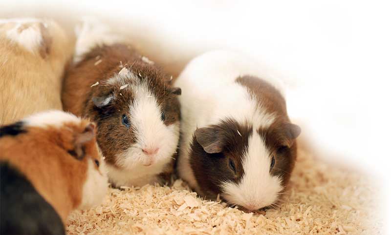 guinea pigs Image: Seattle Roll / Adobe Stock