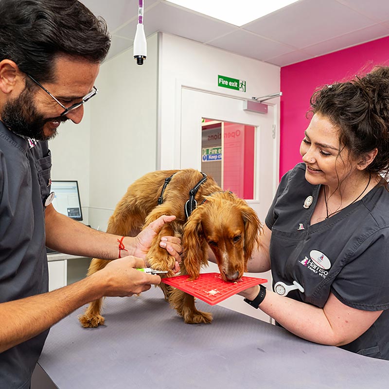 Dog using licky mat while having nails trimmed with vets