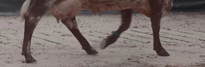 Figure 1. A sound cow should take long, fluid even strides, although the position of the udder does not always mean that the hindfoot will be placed where the front foot was. Image: AHDB