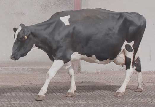 Figure 3. Carefully watching a cow’s head movement as she walks can be a useful indicator of pain in a limb. This cow is lame on her front left and so just before she weight bears on that limb her head slightly lowers, ready to “bob” (lift) her head as the foot makes contact with the ground. 