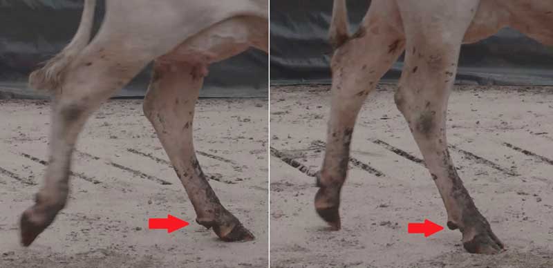 Figure 2. A good indicator of pain in a foot is the movement of the dew claws. In a painful claw (right), the dew claws do not drop down as far as in a sound claw (left), with the foot appearing “stiff”. Image: AHDB