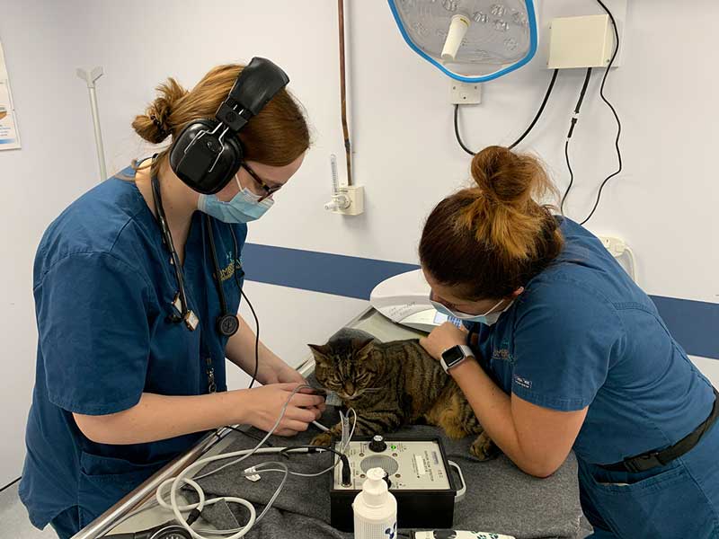 Figure 1. The Doppler technique for measurement of systolic blood pressure. Note the use of headphones, minimal restraint and a comfortable blanket.