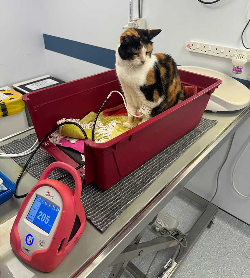 Figure 2. “Hands off” oscillometric measurement of blood pressure can facilitate assessment in anxious cats. Note the cat remains in the base of the carrier, allowing minimal handling to avoid stress.