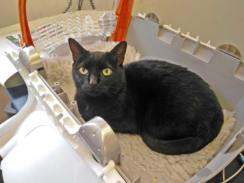 Figure 11. Allowing cats to stay in their carrier during veterinary examinations can provide some comfort in an unfamiliar veterinary clinic environment.