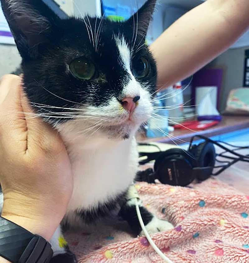 Figure 12. An anxious cat on the examination table – notice the tense body and face musculature, dilated pupils, straight whiskers, flat muzzle and lowered ears.