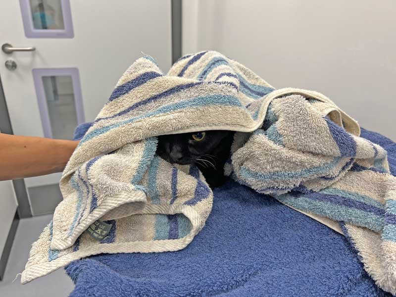 Figure 14. Towels also protect the handler, provide comfort for cats and can be replaced between patients. Image: Southfield Veterinary Specialists