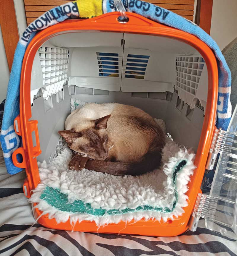 Figure 3. Making a cat carrier into a safe space for cats to relax in at home can be helpful to minimise distress associated with travel.