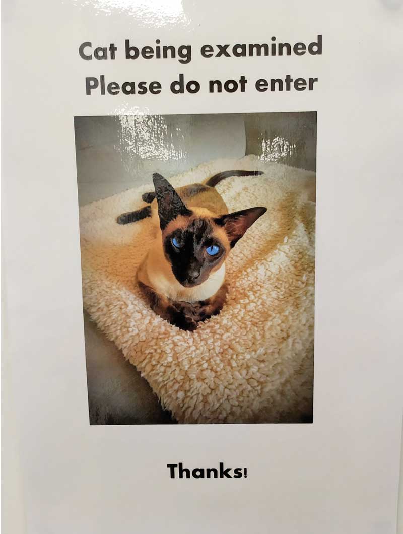 Figure 7. A sign used to prevent interruptions during cat examinations and procedures in the consulting room.