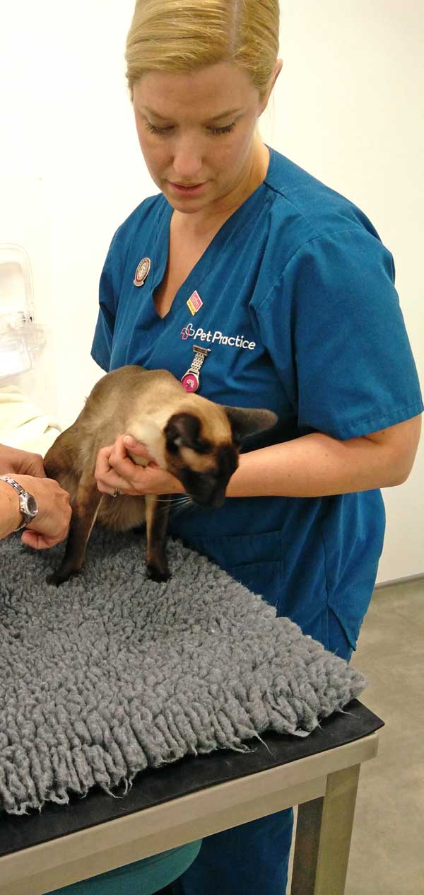 Figure 8. Placing a thick bed on the examination table provides comfort and warmth to cats during examinations and procedures.