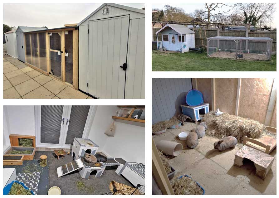 Figure 1. Examples of rabbit housing that meets and exceeds RWAF guidelines.