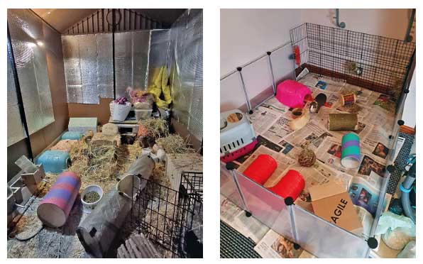 Figure 2. Examples of suitable guinea pig enclosures