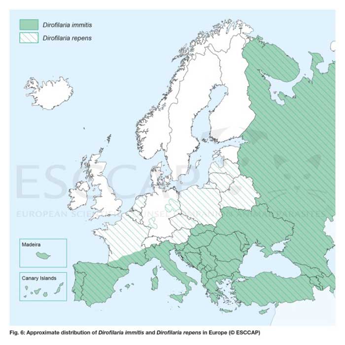 Figure 1. Distribution of Dirofilaria immitis (green) and D repens (white stripes) in Europe.