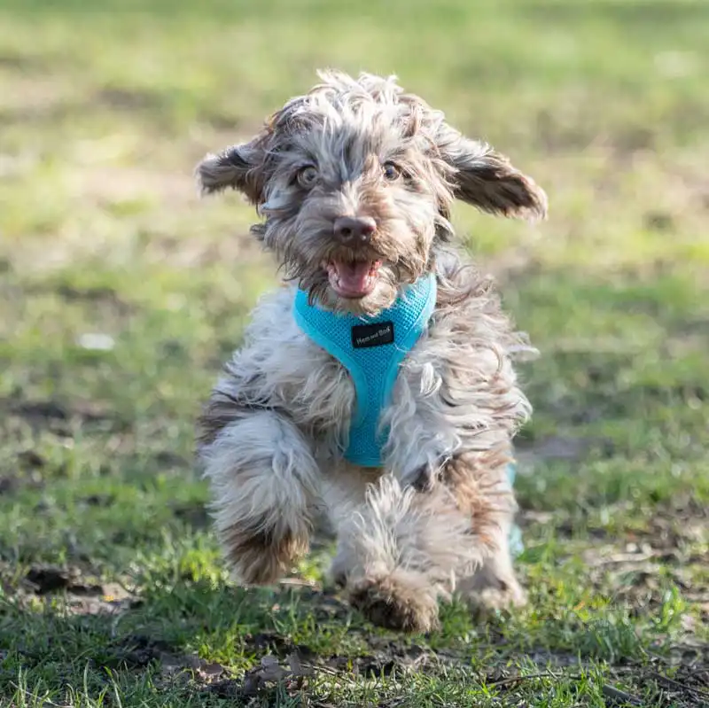 The practice is named after rescue pets Barney (pictured) and cat Bella.
