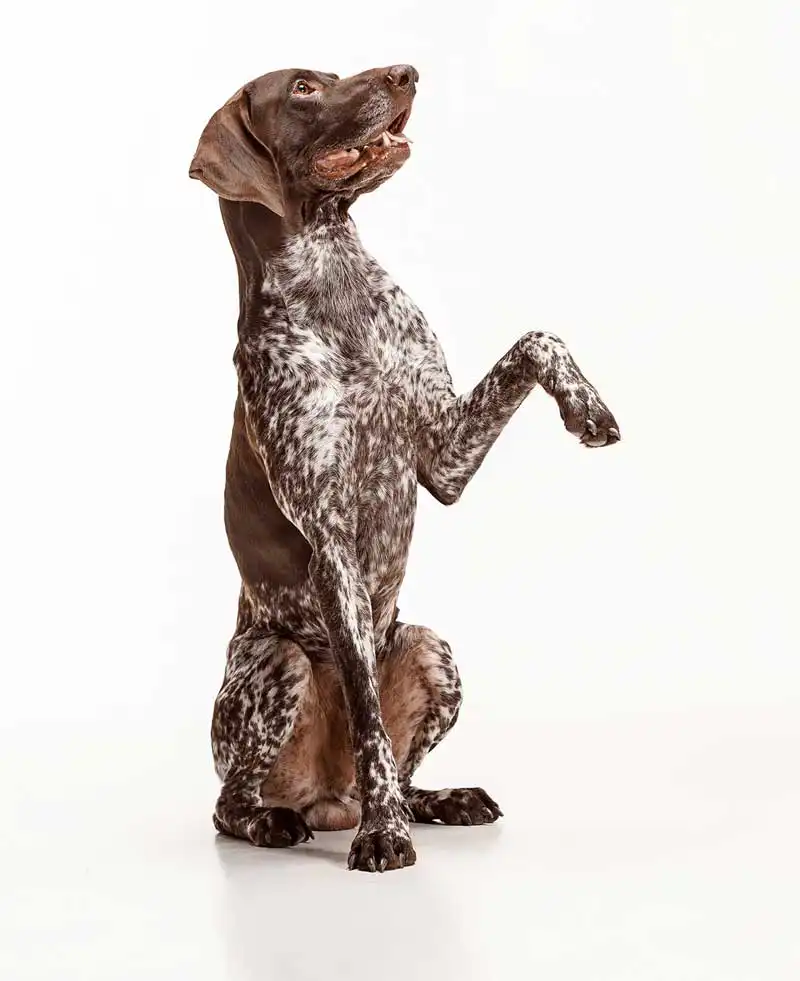 old dog Image: master1305 / Adobe Stock