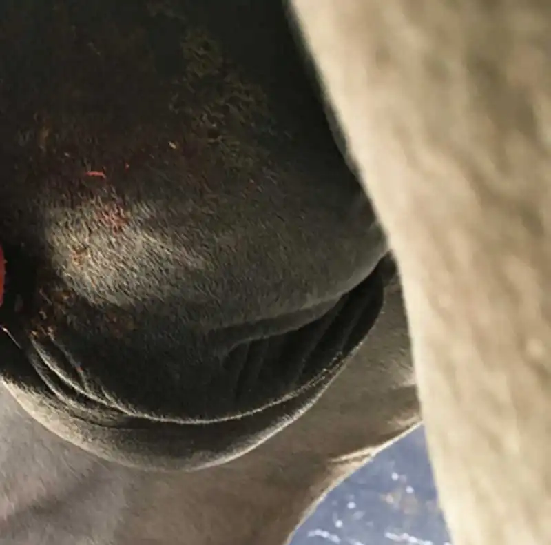 Figure 1. Scrotal oedema post-castration.