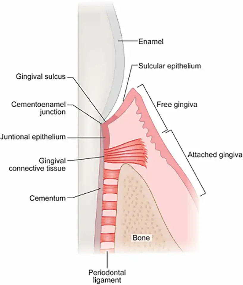 Figure 1. Diagram of the periodontal structures.