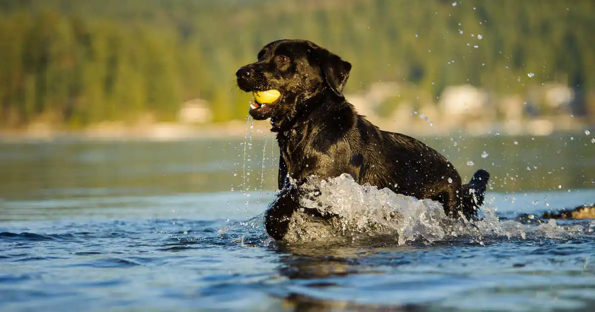 dog swim water river lake Image: everydoghasastory / Adobe Stock